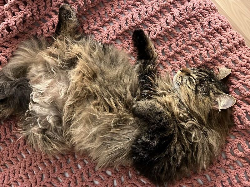 Kater Louis