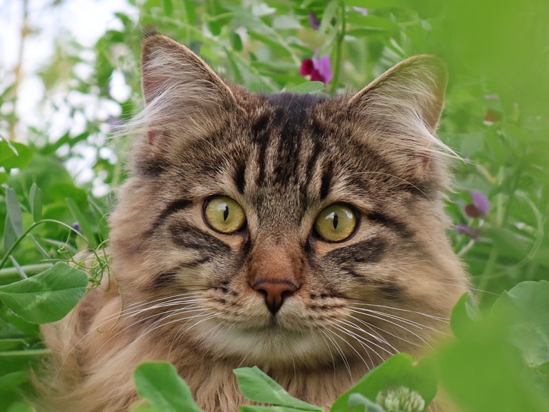 Kater Louis